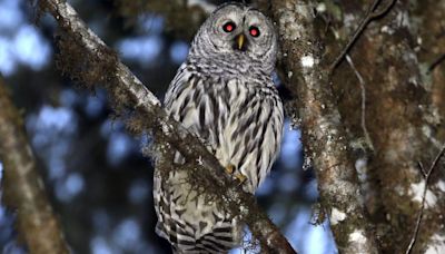 Wildlife officials plan to kill hundreds of thousands of barred owls to save spotted owls