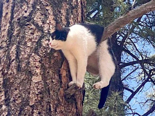 Cat Stuck in Strange Position in Tree at Grand Canyon National Park Reunited with Owner