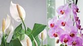 Woman's cheap and easy hack will make your orchids and peace lilies flower more