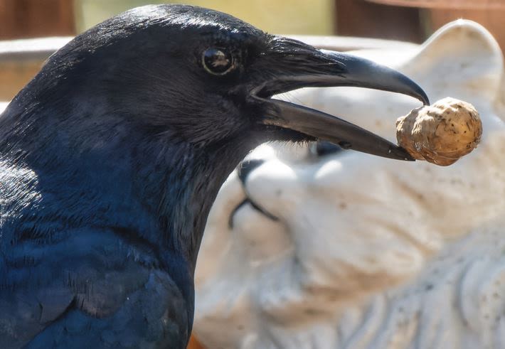 Crows Appear to Be Able to Count Out Loud