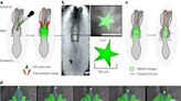 New study used 3D-printed sensors to measure spinal cord malformations in embryos