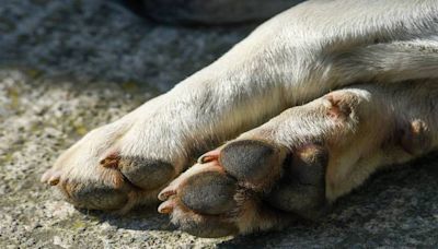 Diez casos de maltrato animal ha atendido el Ayuntamiento de San Andrés Cholula