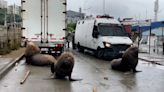 Sea lions stroll along street during Chile fishermen protest