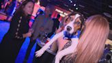 SPCA Cincinnati raises hundreds of thousands of dollars at gala to help animals