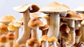 Can 'magic' mushrooms treat mental health issues? Yes, but experts say use with caution