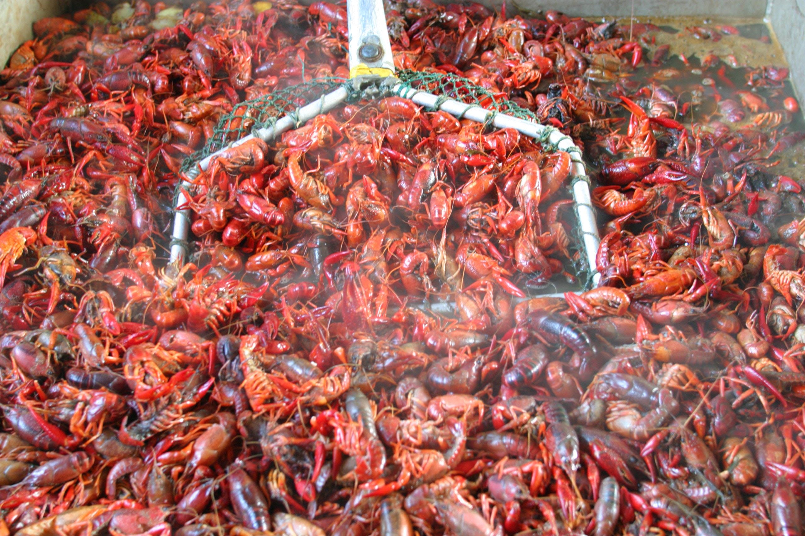 Louisiana crawfish harvest down as much as 90% in shortage that could cripple industry for years