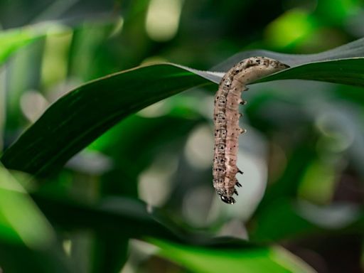 Lagarta-do-cartucho: biodefensivo com baculovírus ajuda no controle e promete eficácia de 80% | Agro Estadão