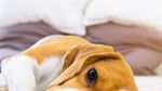 Common Pet Ailments and How to Avoid Them