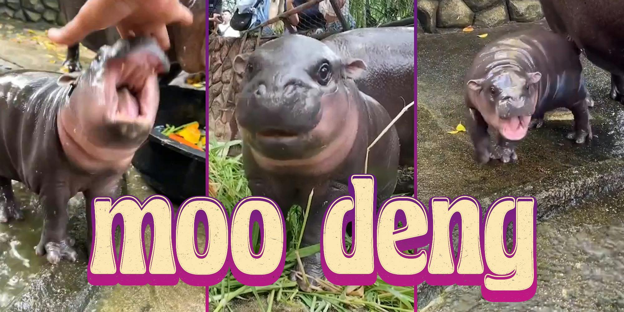 Moo Deng, The Baby Hippo Screaming Her Way Into Our Hearts