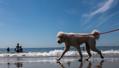 5 simple tricks to keep your pet safe in hot weather