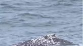 Baleia nada na praia de Itaipuaçu e encanta a população | Maricá | O Dia