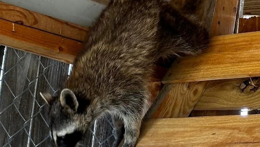 'The wildest wild call': Trapped raccoon rescued by Amarillo animal dept., wildlife center