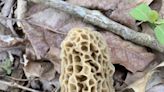Rideout: Thinking about hunting morel mushrooms? Here are some tips.