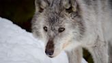 $10M spent on B.C. wolf cull, FOI documents reveal alongside details of shootings