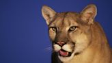 Texas considering new hunting rules to protect mountain lions