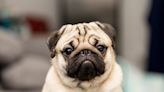 Woman's Pug Bears an Uncanny Resemblance to Popular Movie Character