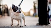 This one physical feature will reveal how long your dog will live for: study