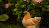 Ask a Master Gardener: Chickens in the garden - Addison Independent