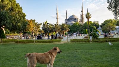 Turquie: l'euthanasie des chiens errants votée à l'Assemblée, inquiétude des défenseurs des animaux