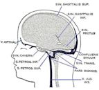 Cavernous sinus