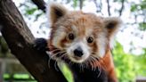 Take a look at the Buffalo Zoo’s new red panda