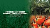 With 1% stake in Great Eastern, Malaysia's Sungei Bagan Rubber Co sees shares jump to record high