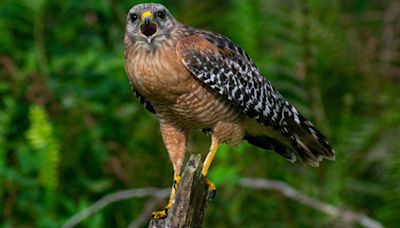 Songbird Harasses Red-Shouldered Hawk Sitting Too Close To the Nest