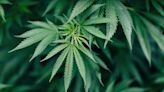 DEA to reclassify marijuana as less dangerous drug, recognize medical use of cannabis