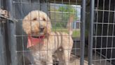 Davenport animal shelter seeking donations for bigger facility