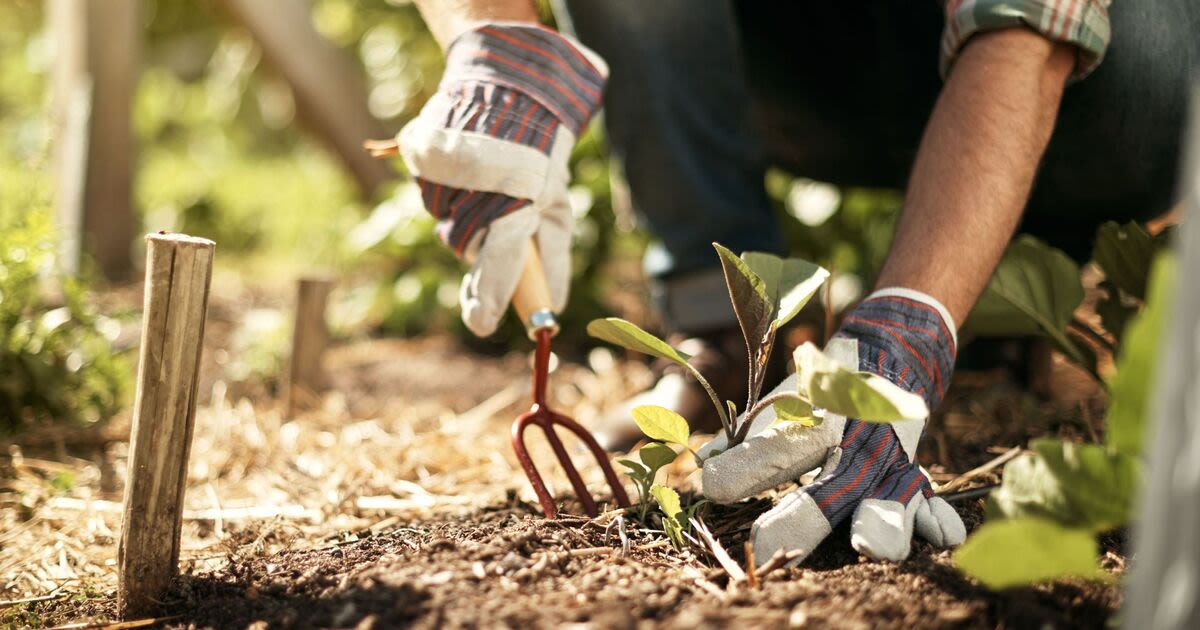 Monty Don warns gardeners 'dig up' these plants before autumn