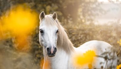 Little Girl's Serious Horseback Riding Accident Turns Into a Truly Magical Memory