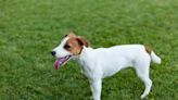 Jack Russell Terrier's Reunion with Family After Being Missing for 6 Years Is Just Incredible