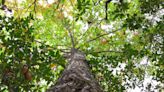 Why an American chestnut tree in Centreville is the 'holy grail' for conservationists