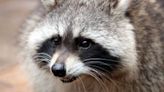 Warning pet owners: Rabid raccoon attacks dog in Gwinnett County