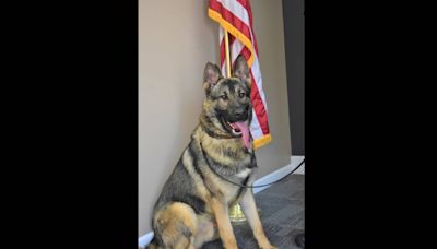 Missouri city fires police officer charged with animal abuse in K9 partner’s death