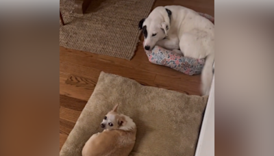 Rescue dog behaves like a "gentleman" when owner's Chihuahua steals his bed