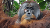 Orangutan Seen Treating A Wound With A Medicinal Plant In World-First Observation