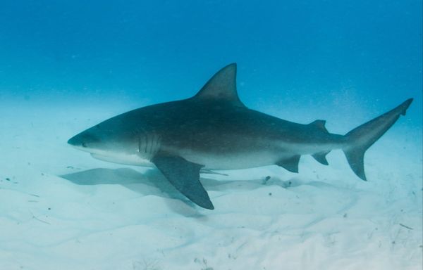 US state named global shark attack capital