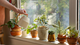 5 low-maintenance houseplants that anyone can keep alive