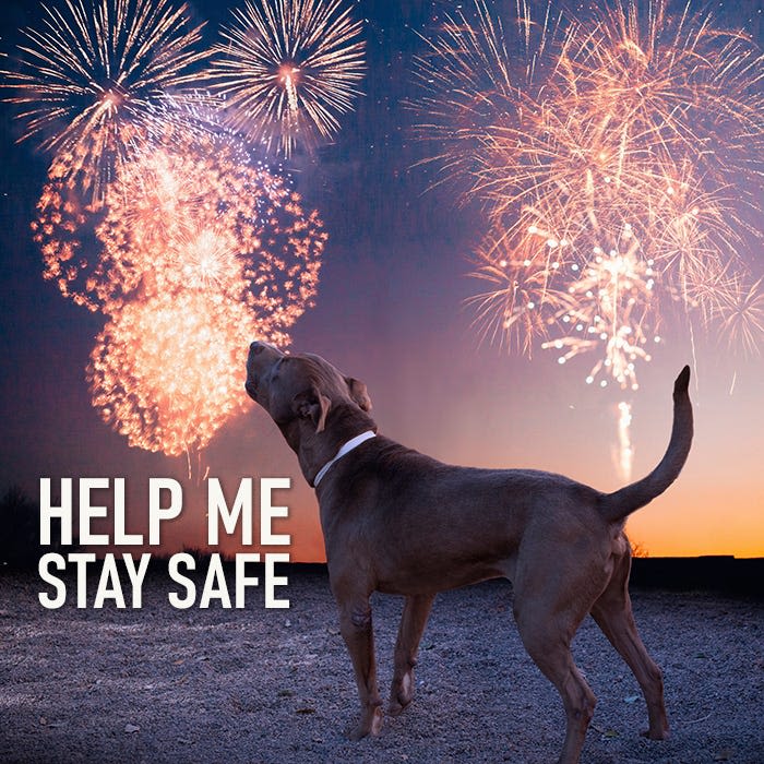 How to keep your dog or cat calm during Fourth of July fireworks noise