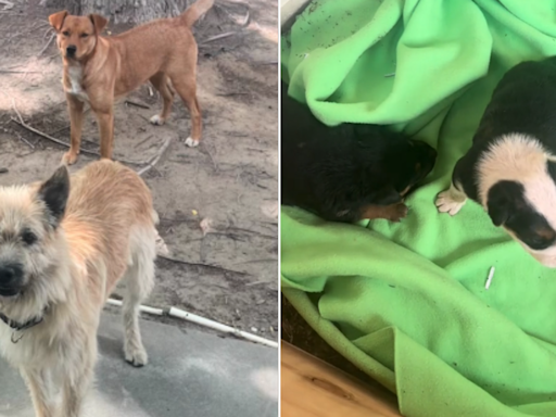 Man who saved abandoned dog ends up with nine rescues in unexpected twist