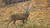 Firearm deer season 2023: What you need to know in Michigan