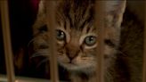 Kitten season in full swing, animal welfare needs fosters