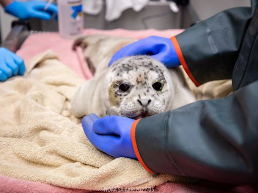 Alaska SeaLife Center rescues abandoned harbor seal in Kenai