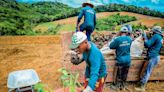 Indústria do reflorestamento ganha tração na Amazônia com mercado de carbono, ações de ONGs e retomada de políticas públicas