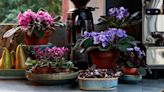 How to propagate African violets - and grow more of these colorful flowering houseplants for free