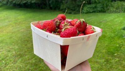 Looking for P.E.I. strawberries? Some are already ripe