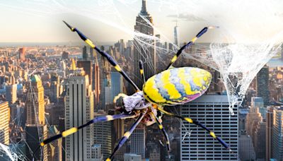 Giant Venomous Flying Spiders Invading New York, Spreading Up East Coast