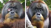 La Jornada: Orangután se autocuró herida con planta tropical usada en Asia