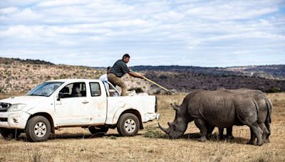 Radioactive Device on Rhino Horns Rolled Out to Fight Poaching